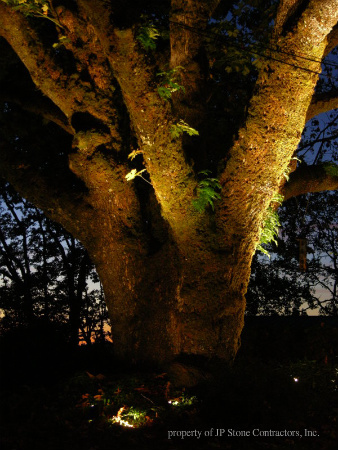 Accent Lighting Landscape